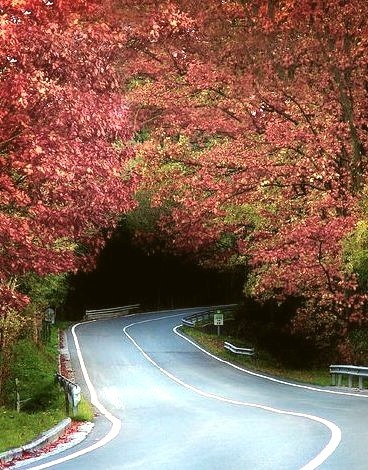 Tree Tunnel,Biscay, Basque Country, Spain