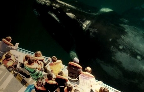 Ocean Giant, Whale Watching, San Diego, California 