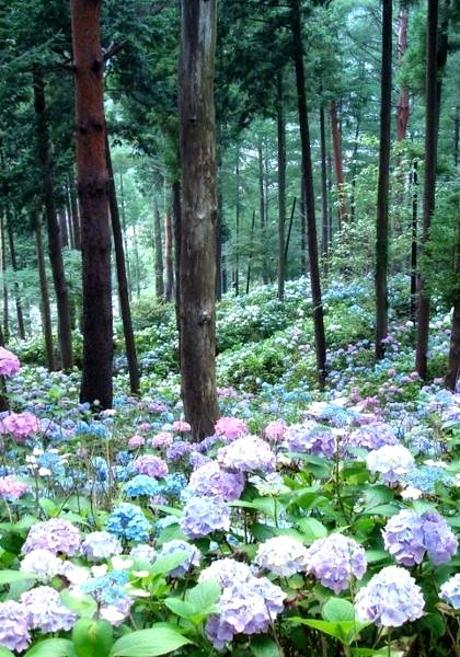 Hydrangea Forest, Japan