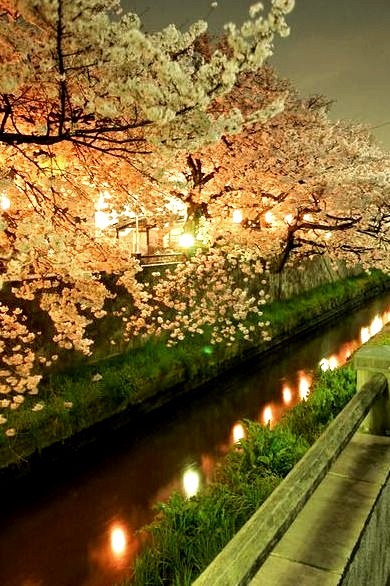 Cherry Blossom Evening, Sakura, Japan
