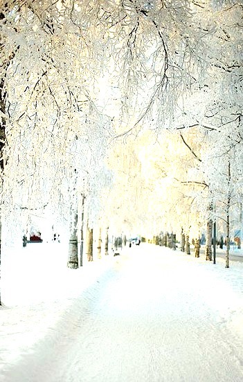 Snowy Morning, Dalarna,  Sweden