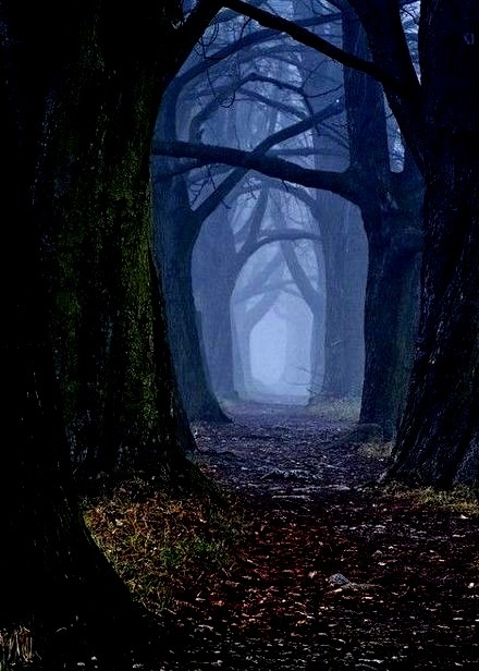 Mystical Forest, Slovakia