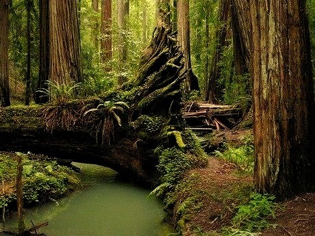 Redwood Forest, Mendocino, California