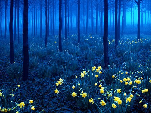 Yellow and Blue, Black Forest, Germany